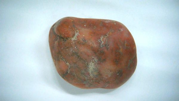 Utah Jurassic Age Dinosaur Gastrolith 49 | Fossils for Sale Genuine Jurassic Age Dinosaur Gastrolith Fossil for Sale from Utah #49