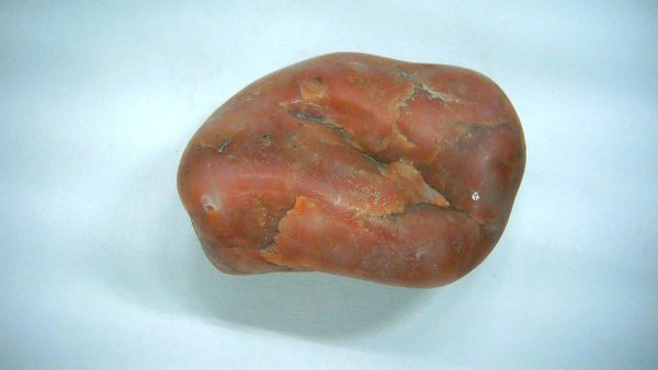 Utah Jurassic Age Dinosaur Gastrolith 49a | Fossils for Sale Genuine Jurassic Age Dinosaur Gastrolith Fossil for Sale from Utah #49a