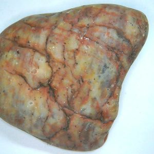 Genuine Jurassic Age Dinosaur Gastrolith Fossil for Sale from Utah #52
