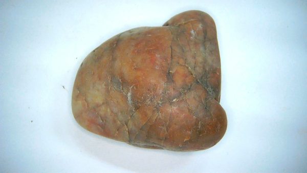 Utah Jurassic Age Dinosaur Gastrolith 57 | Fossils for Sale Genuine Jurassic Age Dinosaur Gastrolith Fossil for Sale from Utah #57