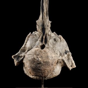 Genuine Jurassic Age Apatosaurus Dinosaur Vertebra Fossil for Sale from Wyoming #2