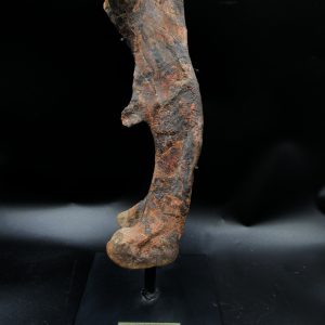 Wyoming Jurassic Age Dryosaurus Dinosaur Bone 10 | Fossils for Sale