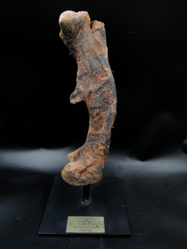 Wyoming Jurassic Age Dryosaurus Dinosaur Bone 10 | Fossils for Sale General Jurassic Age Dryosaurus Dinosaur Bone Fossil from Wyoming for Sale #10