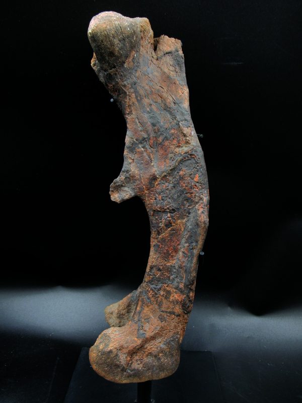 Wyoming Jurassic Age Dryosaurus Dinosaur Bone 10a | Fossils for Sale General Jurassic Age Dryosaurus Dinosaur Bone Fossil from Wyoming for Sale #10a