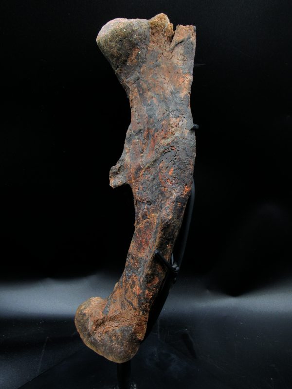 Wyoming Jurassic Age Dryosaurus Dinosaur Bone 10b | Fossils for Sale General Jurassic Age Dryosaurus Dinosaur Bone Fossil from Wyoming for Sale #10b