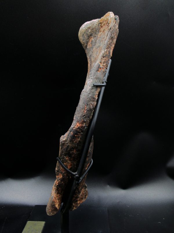 Wyoming Jurassic Age Dryosaurus Dinosaur Bone 10c | Fossils for Sale General Jurassic Age Dryosaurus Dinosaur Bone Fossil from Wyoming for Sale #10c