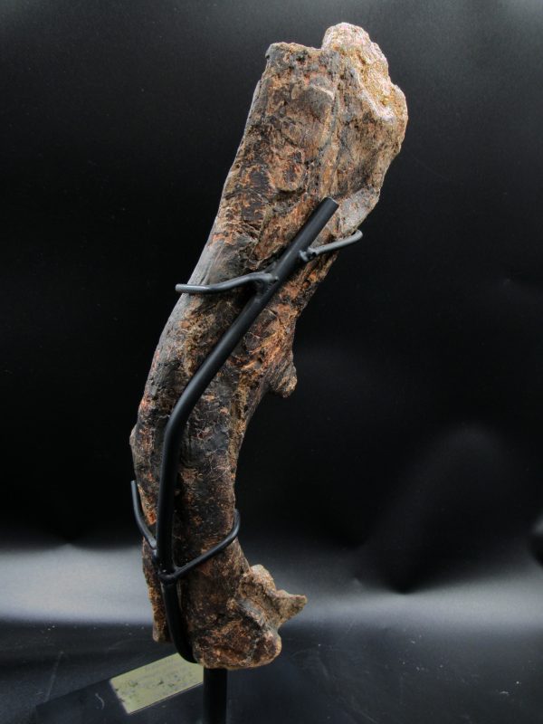 Wyoming Jurassic Age Dryosaurus Dinosaur Bone 10d | Fossils for Sale General Jurassic Age Dryosaurus Dinosaur Bone Fossil from Wyoming for Sale #10d