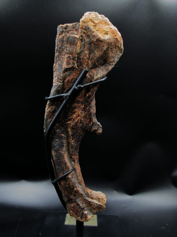 Wyoming Jurassic Age Dryosaurus Dinosaur Bone 10e | Fossils for Sale General Jurassic Age Dryosaurus Dinosaur Bone Fossil from Wyoming for Sale #10e