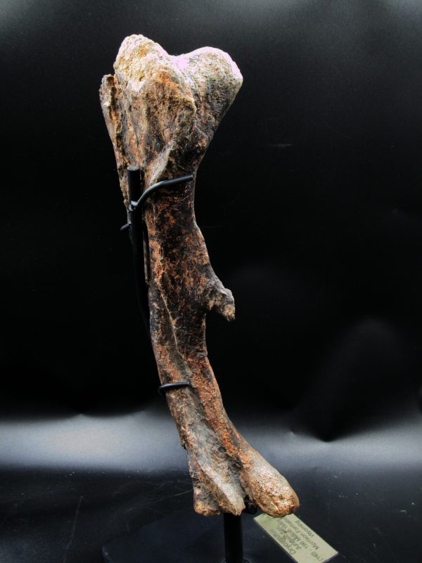 Wyoming Jurassic Age Dryosaurus Dinosaur Bone 10f | Fossils for Sale General Jurassic Age Dryosaurus Dinosaur Bone Fossil from Wyoming for Sale #10f