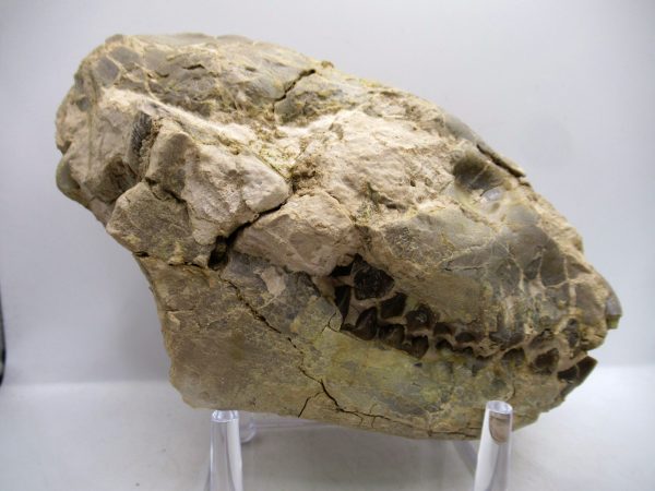 Wyoming Oligocene Oreodont Skull 40 | Fossils for Sale Genuine Oligocene Age Oreodont Skull Fossil for Sale from Wyoming #40