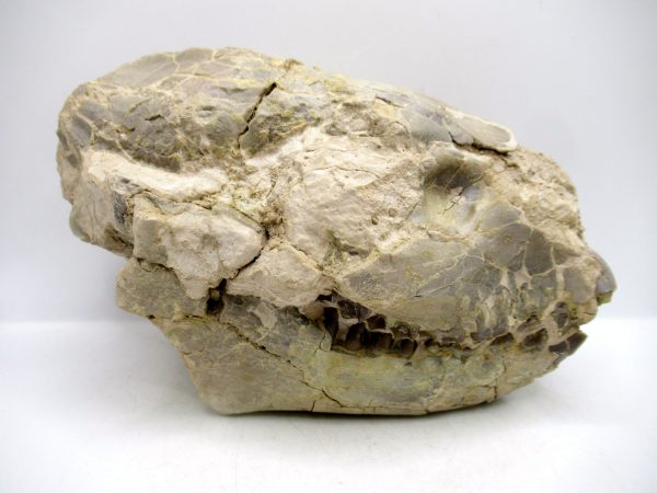 Wyoming Oligocene Oreodont Skull 40a | Fossils for Sale Genuine Oligocene Age Oreodont Skull Fossil for Sale from Wyoming #40a