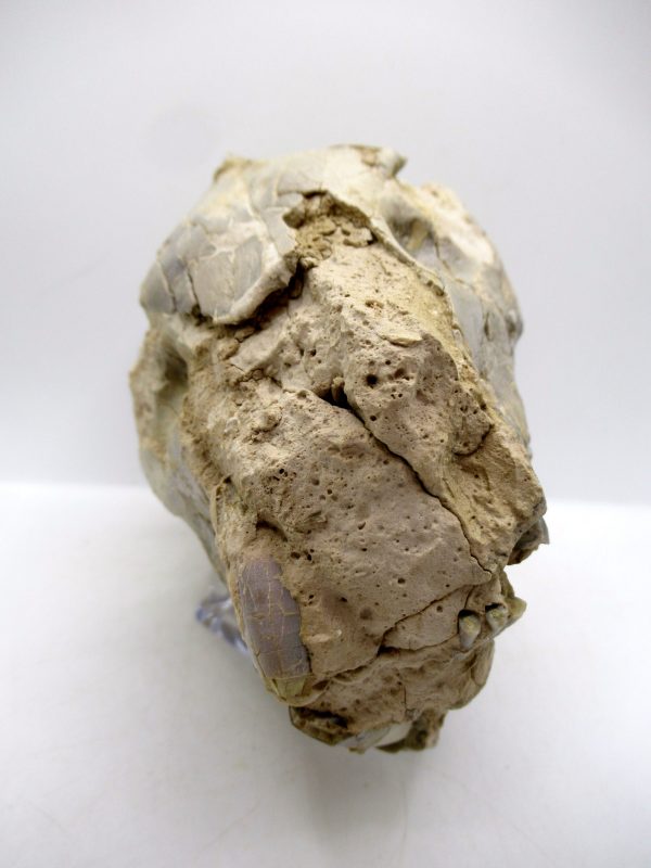 Wyoming Oligocene Oreodont Skull 40b | Fossils for Sale Genuine Oligocene Age Oreodont Skull Fossil for Sale from Wyoming #40b