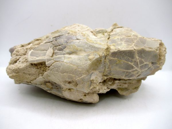 Wyoming Oligocene Oreodont Skull 40c | Fossils for Sale Genuine Oligocene Age Oreodont Skull Fossil for Sale from Wyoming #40c