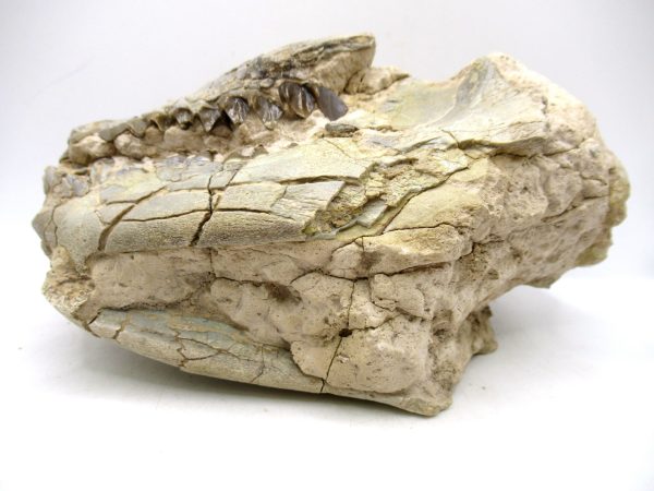 Wyoming Oligocene Oreodont Skull 40d | Fossils for Sale Genuine Oligocene Age Oreodont Skull Fossil for Sale from Wyoming #40d