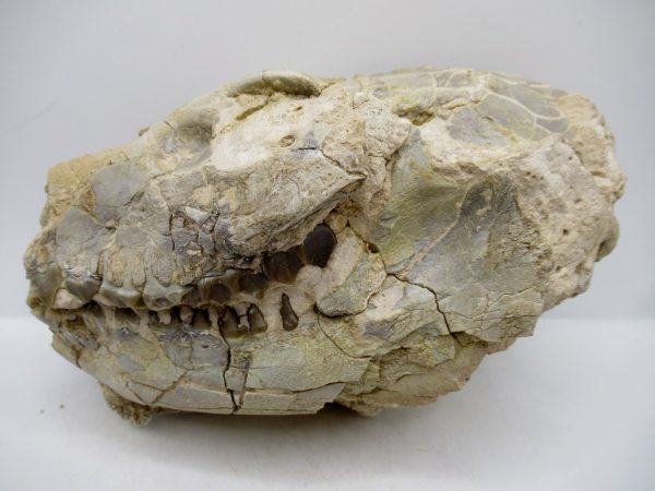 Wyoming Oligocene Oreodont Skull 40de | Fossils for Sale Genuine Oligocene Age Oreodont Skull Fossil for Sale from Wyoming #40de