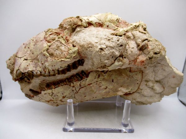 Wyoming Oligocene Oreodont Skull 41 | Fossils for Sale Genuine Oligocene Age Oreodont Skull Fossil for Sale from Wyoming #41