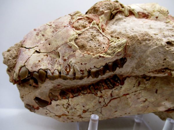 Wyoming Oligocene Oreodont Skull 41a | Fossils for Sale Genuine Oligocene Age Oreodont Skull Fossil for Sale from Wyoming #41a