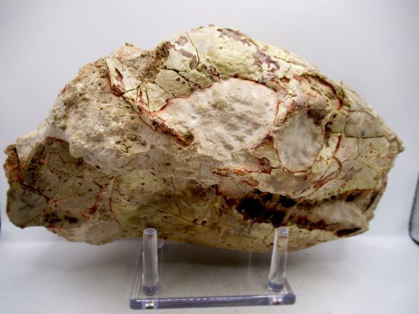 Wyoming Oligocene Oreodont Skull 41b | Fossils for Sale Genuine Oligocene Age Oreodont Skull Fossil for Sale from Wyoming #41b