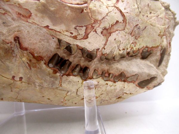 Wyoming Oligocene Oreodont Skull 41c | Fossils for Sale Genuine Oligocene Age Oreodont Skull Fossil for Sale from Wyoming #41c