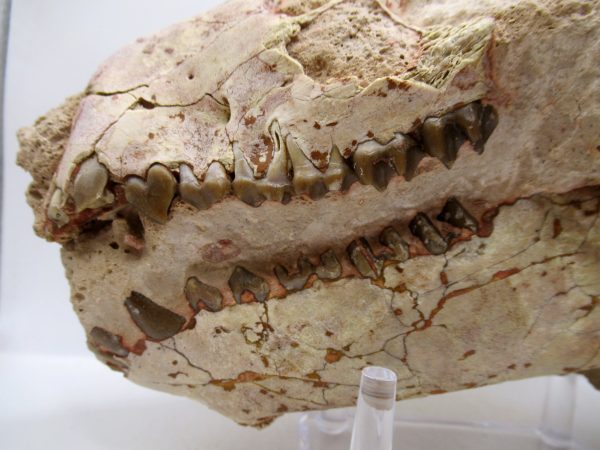 Wyoming Oligocene Oreodont Skull 41d | Fossils for Sale Genuine Oligocene Age Oreodont Skull Fossil for Sale from Wyoming #41d