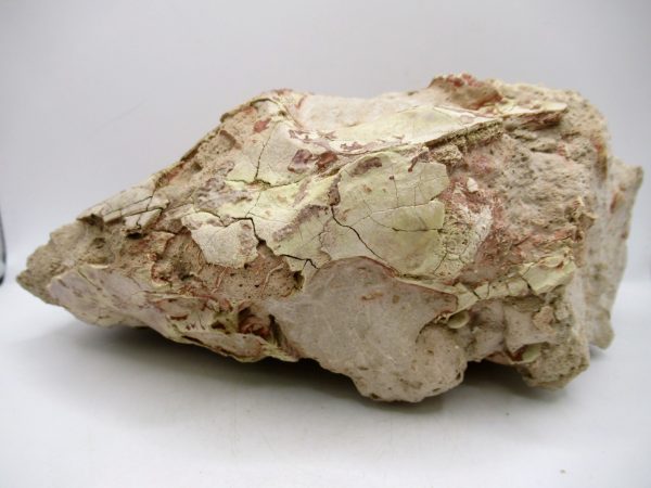 Wyoming Oligocene Oreodont Skull 41e | Fossils for Sale Genuine Oligocene Age Oreodont Skull Fossil for Sale from Wyoming #41e