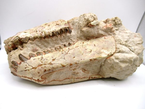Wyoming Oligocene Oreodont Skull 41f | Fossils for Sale Genuine Oligocene Age Oreodont Skull Fossil for Sale from Wyoming #41f