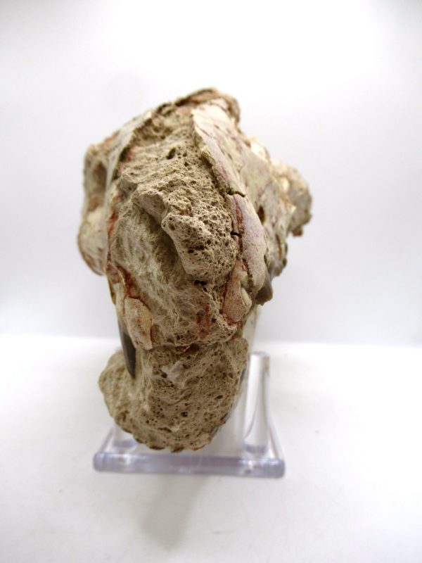 Wyoming Oligocene Oreodont Skull 41g | Fossils for Sale Genuine Oligocene Age Oreodont Skull Fossil for Sale from Wyoming #41g