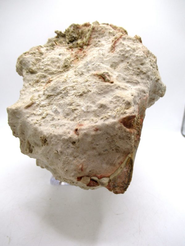 Wyoming Oligocene Oreodont Skull 41h | Fossils for Sale Genuine Oligocene Age Oreodont Skull Fossil for Sale from Wyoming #41h