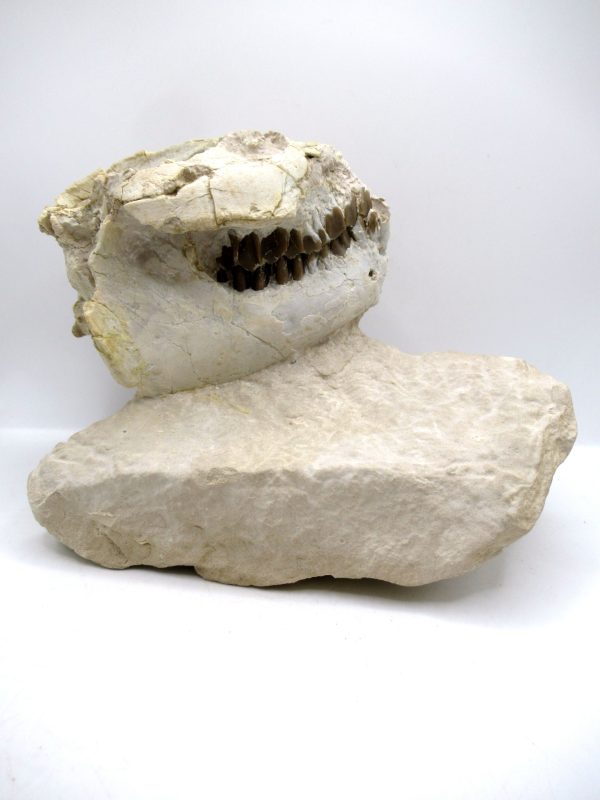 Wyoming Oligocene Oreodont Skull 42 | Fossils for Sale Genuine Oligocene Age Oreodont Skull Fossil for Sale from Wyoming #42