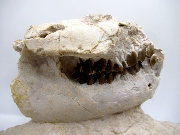 Wyoming Oligocene Oreodont Skull 42a | Fossils for Sale Genuine Oligocene Age Oreodont Skull Fossil for Sale from Wyoming #42a