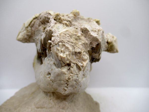 Wyoming Oligocene Oreodont Skull 42b | Fossils for Sale Genuine Oligocene Age Oreodont Skull Fossil for Sale from Wyoming #42b