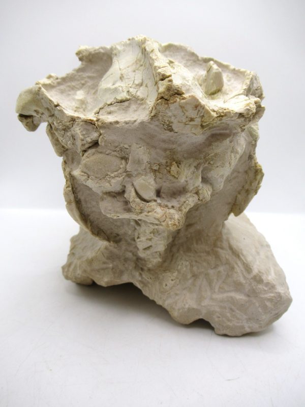 Wyoming Oligocene Oreodont Skull 42d | Fossils for Sale Genuine Oligocene Age Oreodont Skull Fossil for Sale from Wyoming #42d