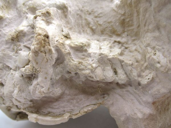 Wyoming Oligocene Oreodont Skull 42e | Fossils for Sale Genuine Oligocene Age Oreodont Skull Fossil for Sale from Wyoming #42e