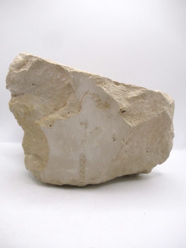 Wyoming Oligocene Oreodont Skull 42f | Fossils for Sale Genuine Oligocene Age Oreodont Skull Fossil for Sale from Wyoming #42f