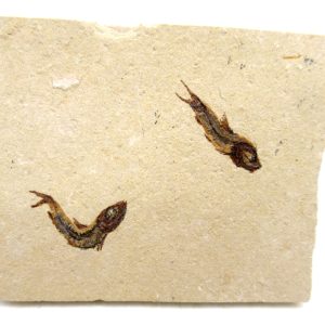 lebanon cretaceous age fish fossil plate 119 | Fossils for Sale Genuine Cretaceous Age Fish Fossil Plate for Sale from Lebanon #119