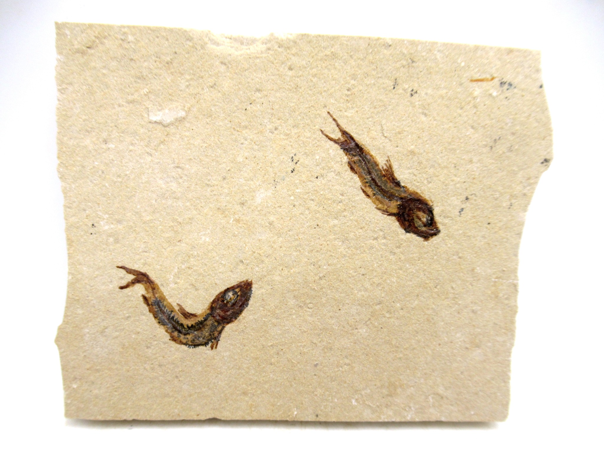 lebanon cretaceous age fish fossil plate 119 | Fossils for Sale Genuine Cretaceous Age Fish Fossil Plate for Sale from Lebanon #119