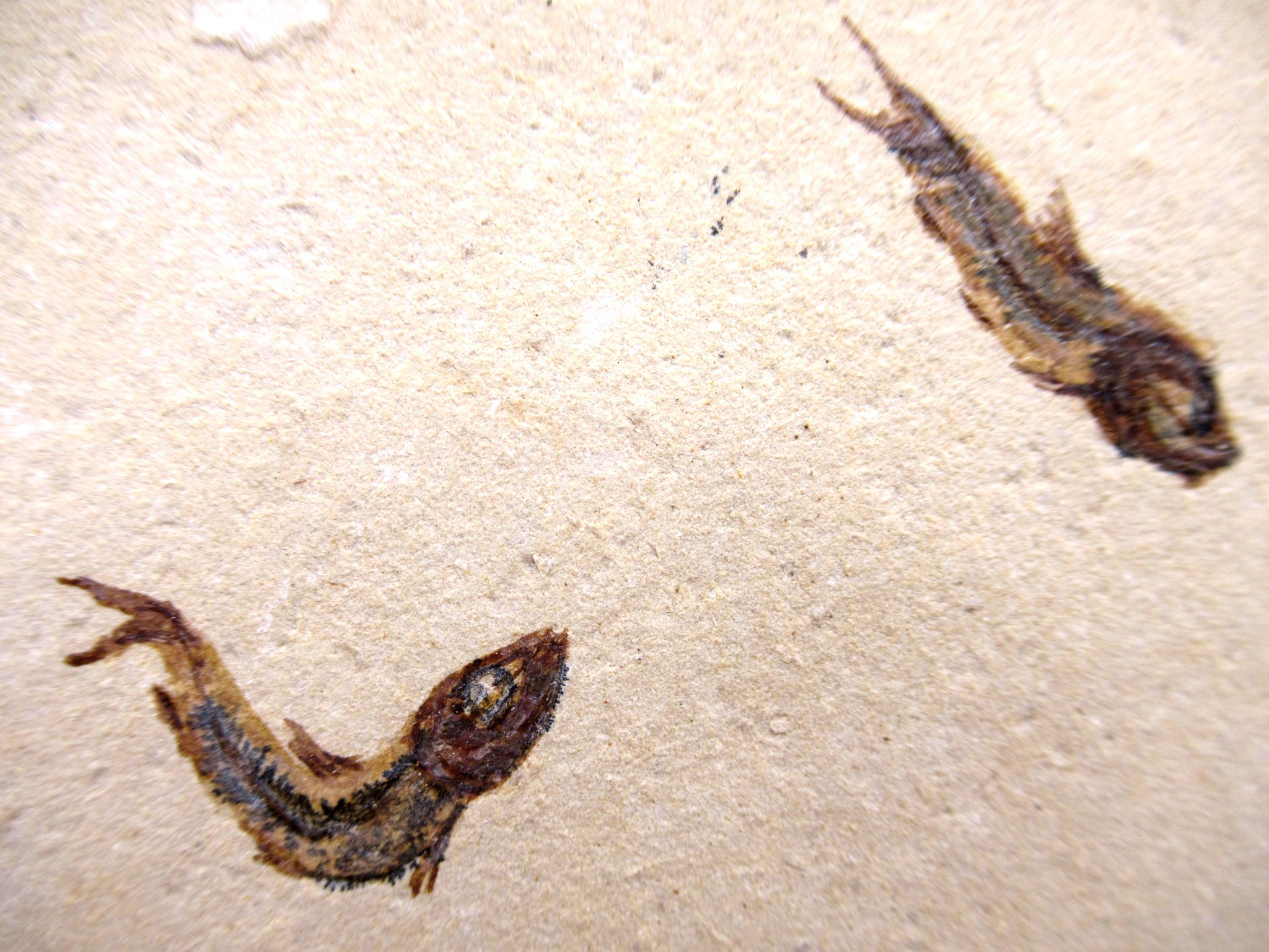 lebanon cretaceous age fish fossil plate 119a | Fossils for Sale Genuine Cretaceous Age Fish Fossil Plate for Sale from Lebanon #119a