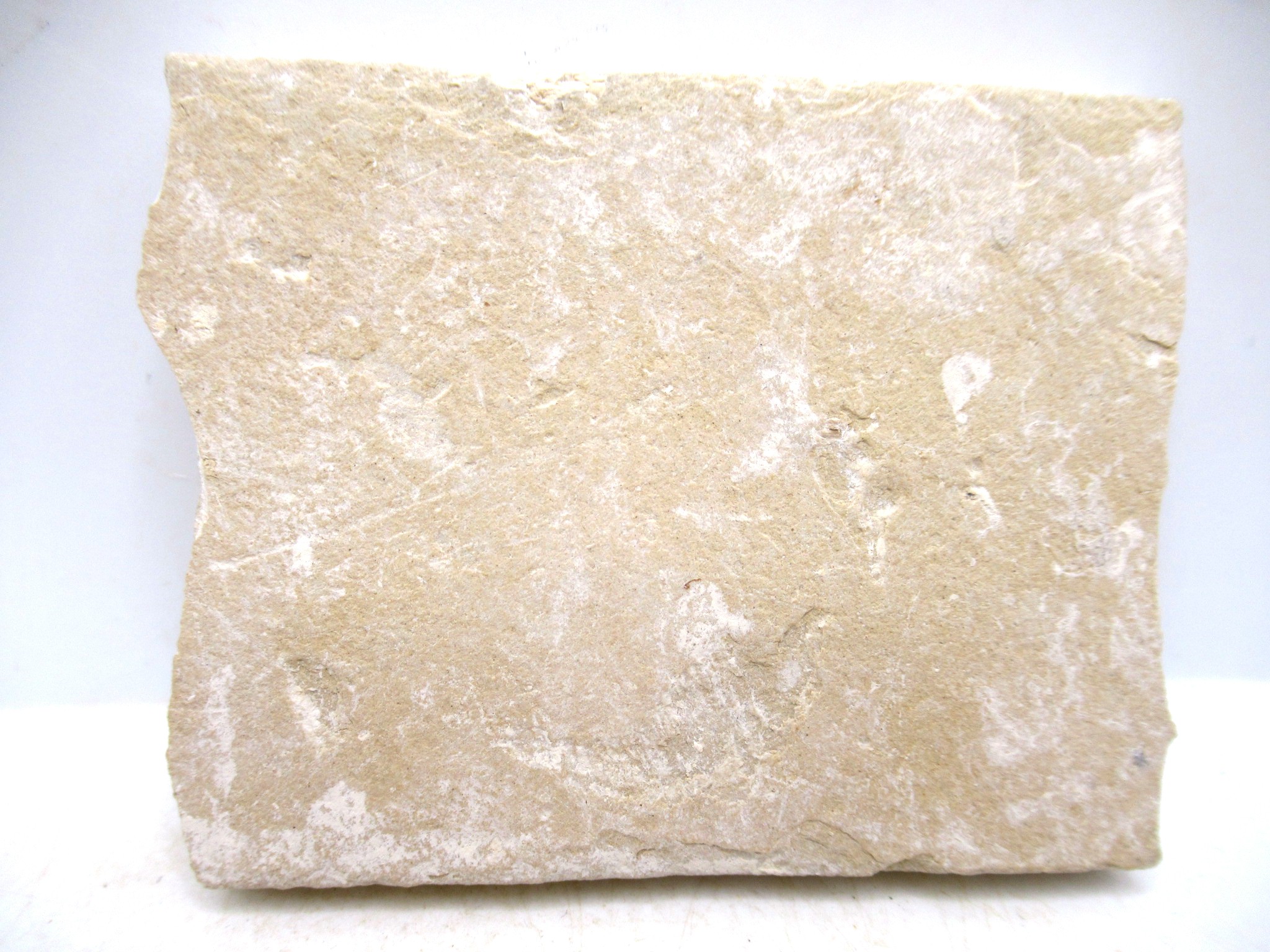 lebanon cretaceous age fish fossil plate 119b | Fossils for Sale Genuine Cretaceous Age Fish Fossil Plate for Sale from Lebanon #119b