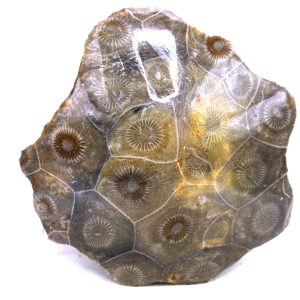 morocco carboniferous actinocyathus rugose coral 41 | Fossils for Sale General Carboniferous Age Actinocyathus Rugose Fossils from Morocco for Sale #41