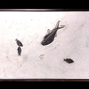 wyoming eocene age diplomystus and priscacara fish plate | Fossils for Sale