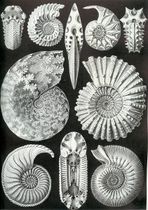 Sphenodiscus