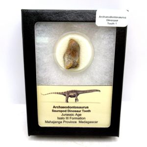 General Jurassic Age Archaeodontosaurus Sauropod Dinosaur Tooth Fossils For Sale From Madagascar #1