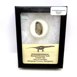 General Jurassic Age Archaeodontosaurus Sauropod Dinosaur Tooth Fossils For Sale From Madagascar #2