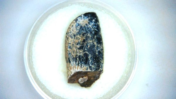 Archaeodontosaurus Sauropod Dinosaur Tooth 2c | Fossils for Sale General Jurassic Age Archaeodontosaurus Sauropod Dinosaur Tooth Fossils For Sale From Madagascar #2c