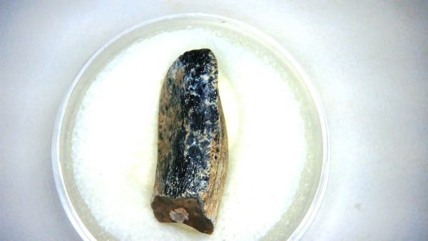 Archaeodontosaurus Sauropod Dinosaur Tooth 2d | Fossils for Sale General Jurassic Age Archaeodontosaurus Sauropod Dinosaur Tooth Fossils For Sale From Madagascar #2d