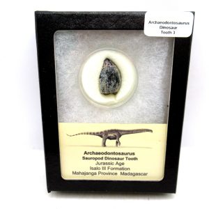 General Jurassic Age Archaeodontosaurus Sauropod Dinosaur Tooth Fossils For Sale From Madagascar #3