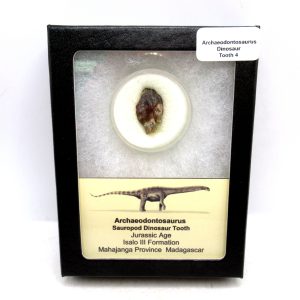 General Jurassic Age Archaeodontosaurus Sauropod Dinosaur Tooth Fossils For Sale From Madagascar #4
