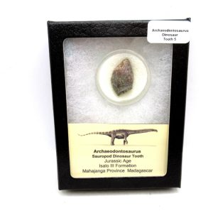 General Jurassic Age Archaeodontosaurus Sauropod Dinosaur Tooth Fossils For Sale From Madagascar #5