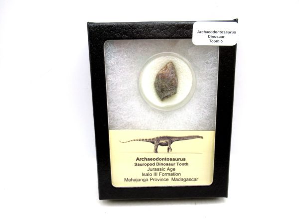 Archaeodontosaurus Sauropod Dinosaur Tooth 5 | Fossils for Sale General Jurassic Age Archaeodontosaurus Sauropod Dinosaur Tooth Fossils For Sale From Madagascar #5