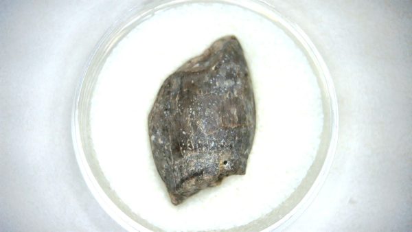 Archaeodontosaurus Sauropod Dinosaur Tooth 5a | Fossils for Sale General Jurassic Age Archaeodontosaurus Sauropod Dinosaur Tooth Fossils For Sale From Madagascar #5a